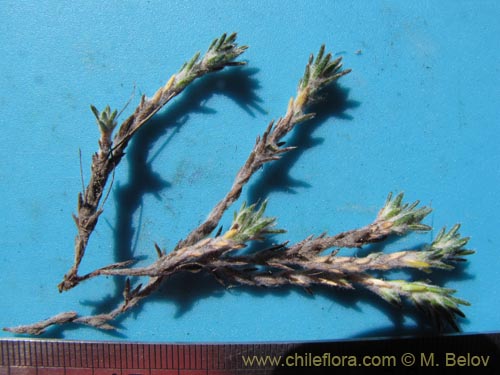 Image of Unidentified Plant sp. #1990 (). Click to enlarge parts of image.
