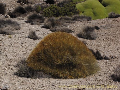 Bild von Cumulopuntia boliviana subsp. ignescens (). Klicken Sie, um den Ausschnitt zu vergrössern.