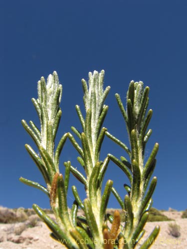Фотография Asteraceae sp. #2094 (). Щелкните, чтобы увеличить вырез.