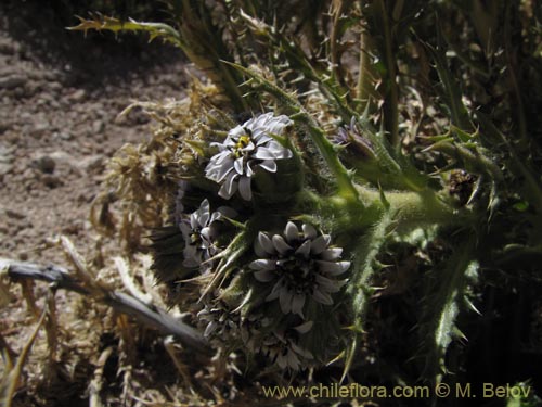 Leucheria daucifoliaの写真
