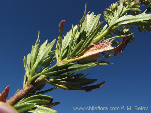 Фотография Asteraceae sp. #2092 (). Щелкните, чтобы увеличить вырез.