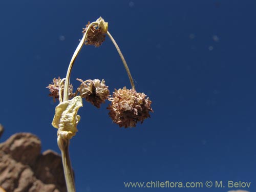 Image of Valeriana sp. #2026 (). Click to enlarge parts of image.