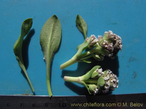 Image of Valeriana sp. #2026 (). Click to enlarge parts of image.