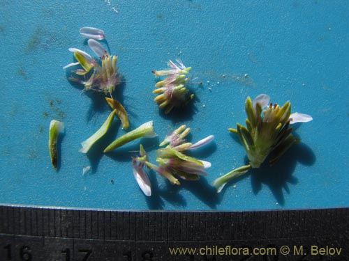 Фотография Asteraceae sp. #2065 (). Щелкните, чтобы увеличить вырез.