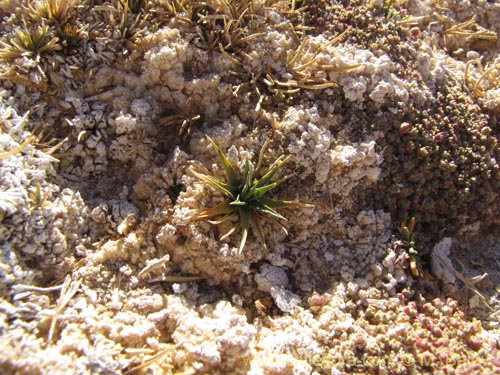 Imágen de Planta no identificada sp. #2103 (). Haga un clic para aumentar parte de imágen.