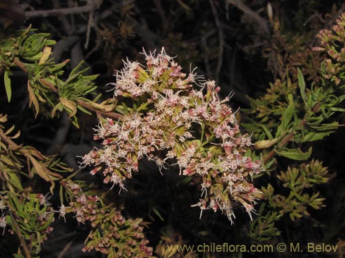 Asteraceae sp. #2092의 사진
