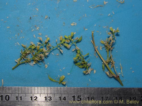 Фотография Brassicaceae sp. #2045 (). Щелкните, чтобы увеличить вырез.