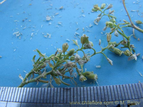 Фотография Brassicaceae sp. #2045 (). Щелкните, чтобы увеличить вырез.