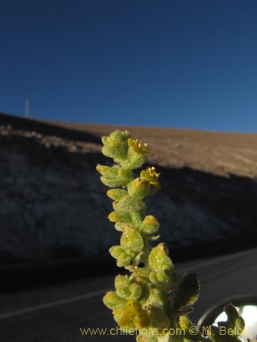 Imágen de Planta no identificada sp. #3150 (). Haga un clic para aumentar parte de imágen.