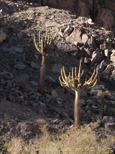 Image of Browningia candelaris (Candelabro / Cardón / Browningia). Click to enlarge parts of image.