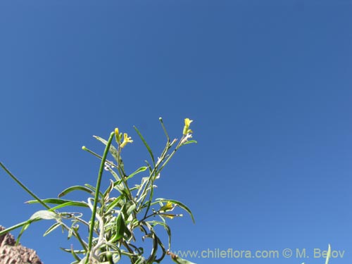 Brassicaceae sp. #2043の写真