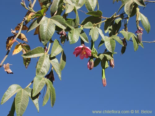 Imágen de Passiflora tripartita (curuba/tumbo/banana poka). Haga un clic para aumentar parte de imágen.