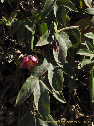 Image of Passiflora tripartita (curuba/tumbo/banana poka). Click to enlarge parts of image.