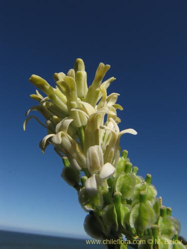 Brassicaceae sp. #2124的照片