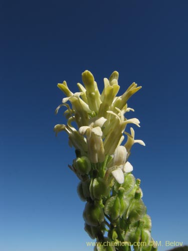 Brassicaceae sp. #2124的照片