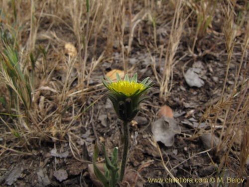 Image of Unidentified Plant sp. #2202 (). Click to enlarge parts of image.