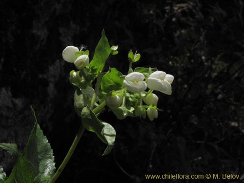 Bild von Calceolaria nitida (). Klicken Sie, um den Ausschnitt zu vergrössern.