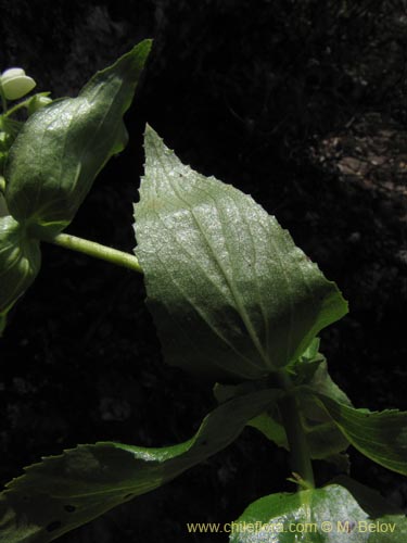 Bild von Calceolaria nitida (). Klicken Sie, um den Ausschnitt zu vergr�ssern.