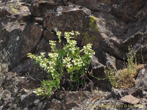 Bild von Calceolaria nitida (). Klicken Sie, um den Ausschnitt zu vergrössern.