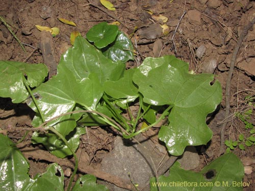 Imágen de Dioscorea bryoniifolia (Camisilla). Haga un clic para aumentar parte de imágen.