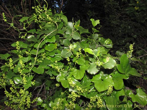 Dioscorea bryoniifoliaの写真