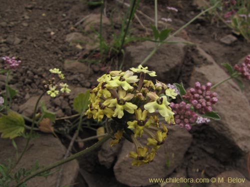 Imágen de Verbena sulphurea (Verbena amarilla). Haga un clic para aumentar parte de imágen.