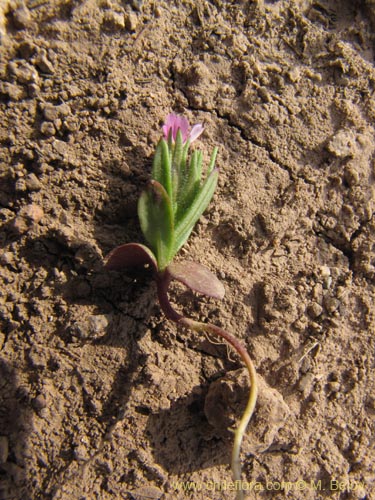 Image of Unidentified Plant sp. #3000 (). Click to enlarge parts of image.