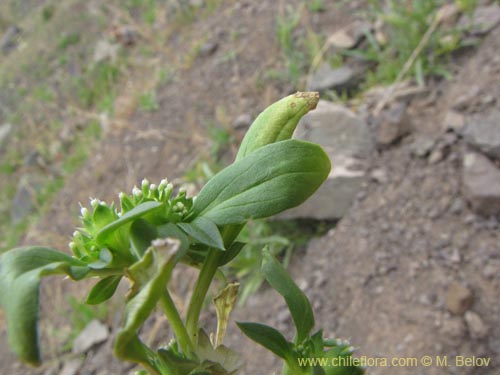 Image of Unidentified Plant sp. #2125 (). Click to enlarge parts of image.