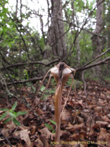 Image of Arachnitis uniflora (). Click to enlarge parts of image.