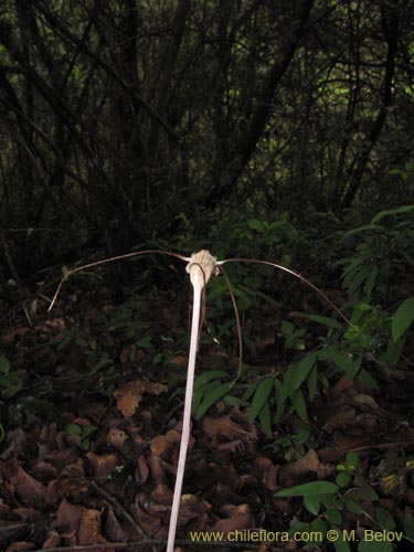 Image of Arachnitis uniflora (). Click to enlarge parts of image.