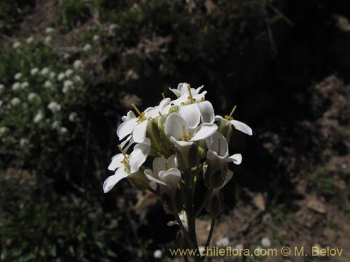 Brassicaceae sp. #3102的照片