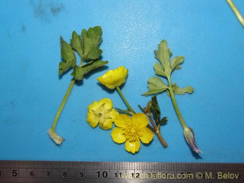 Ranunculus sp. #3106的照片