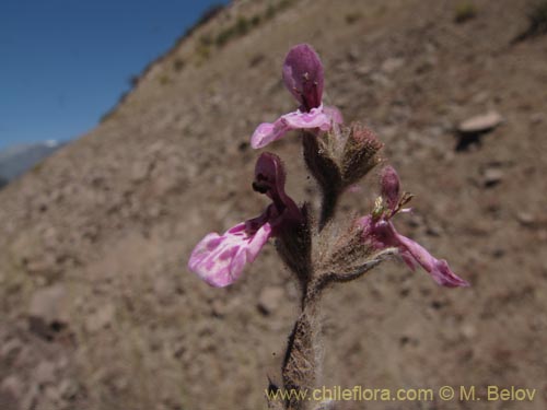 Image of Stachys sp. #1343 (). Click to enlarge parts of image.