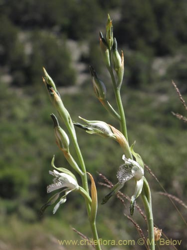Image of Chloraea incisa (). Click to enlarge parts of image.