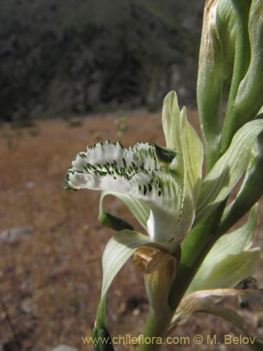 Image of Chloraea incisa (). Click to enlarge parts of image.