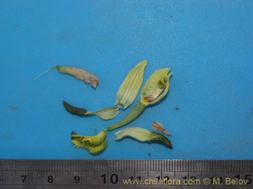 Bild von Chloraea cristata (orquidea amarilla). Klicken Sie, um den Ausschnitt zu vergr�ssern.