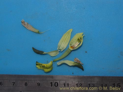 Bild von Chloraea cristata (orquidea amarilla). Klicken Sie, um den Ausschnitt zu vergr�ssern.