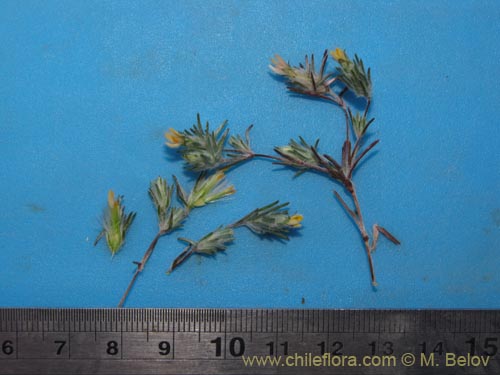 Image of Chaetanthera sp. #3042 (). Click to enlarge parts of image.