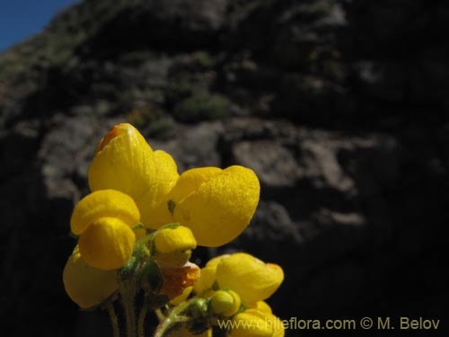 Calceolaria pallidaの写真