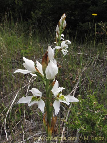 Imágen de Chloraea longipetala (). Haga un clic para aumentar parte de imágen.