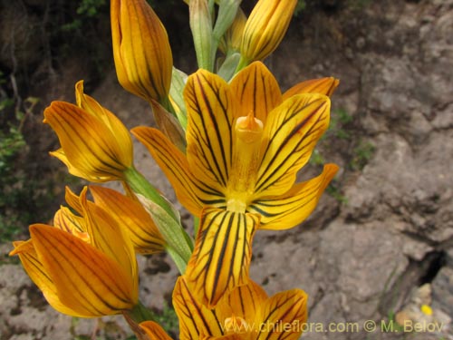 Image of Chloraea nudilabia (). Click to enlarge parts of image.