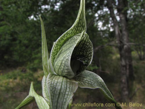Bild von Chloraea grandiflora (). Klicken Sie, um den Ausschnitt zu vergr�ssern.