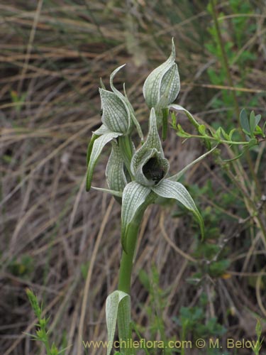Chloraea grandifloraの写真