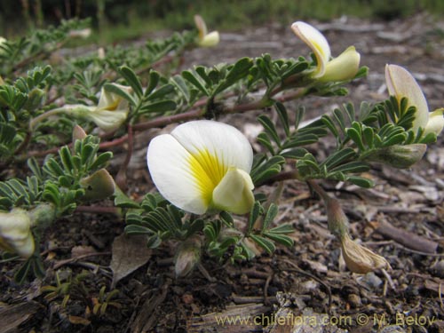 Fabaceae sp.の写真