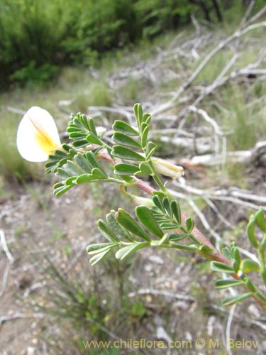 Fabaceae sp.의 사진