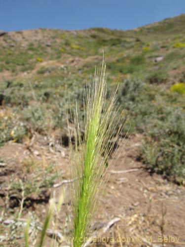 Image of Plant sp. (). Click to enlarge parts of image.