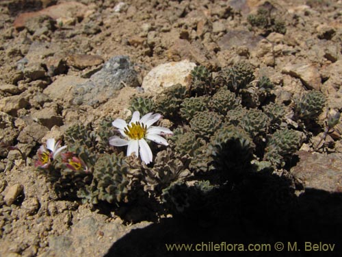 Image of Chaetanthera sp. #3163 (). Click to enlarge parts of image.