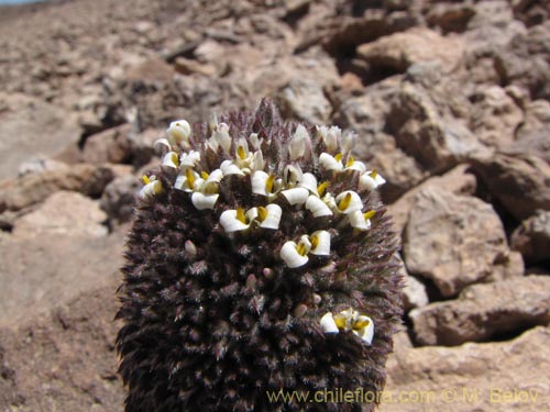 Bild von Nassauvia pinnigera (Flor del gringo). Klicken Sie, um den Ausschnitt zu vergrössern.