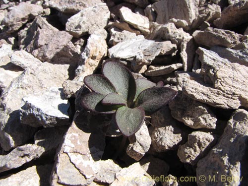 Фотография Barneoudia chilensis (). Щелкните, чтобы увеличить вырез.