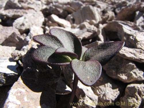 Bild von Barneoudia chilensis (). Klicken Sie, um den Ausschnitt zu vergrössern.